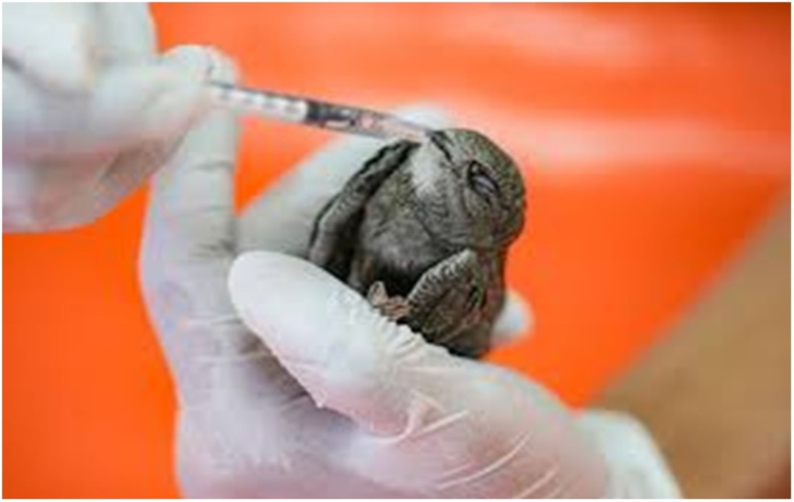 Under Gujarat state's Karuna Abhiyan (Compassion Campaign), over 1.18 lakh birds have been rescued across the state in the last ten years